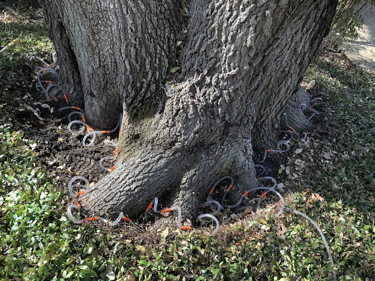 Detailed Tree Cabling and Bracing job site in Center Conway