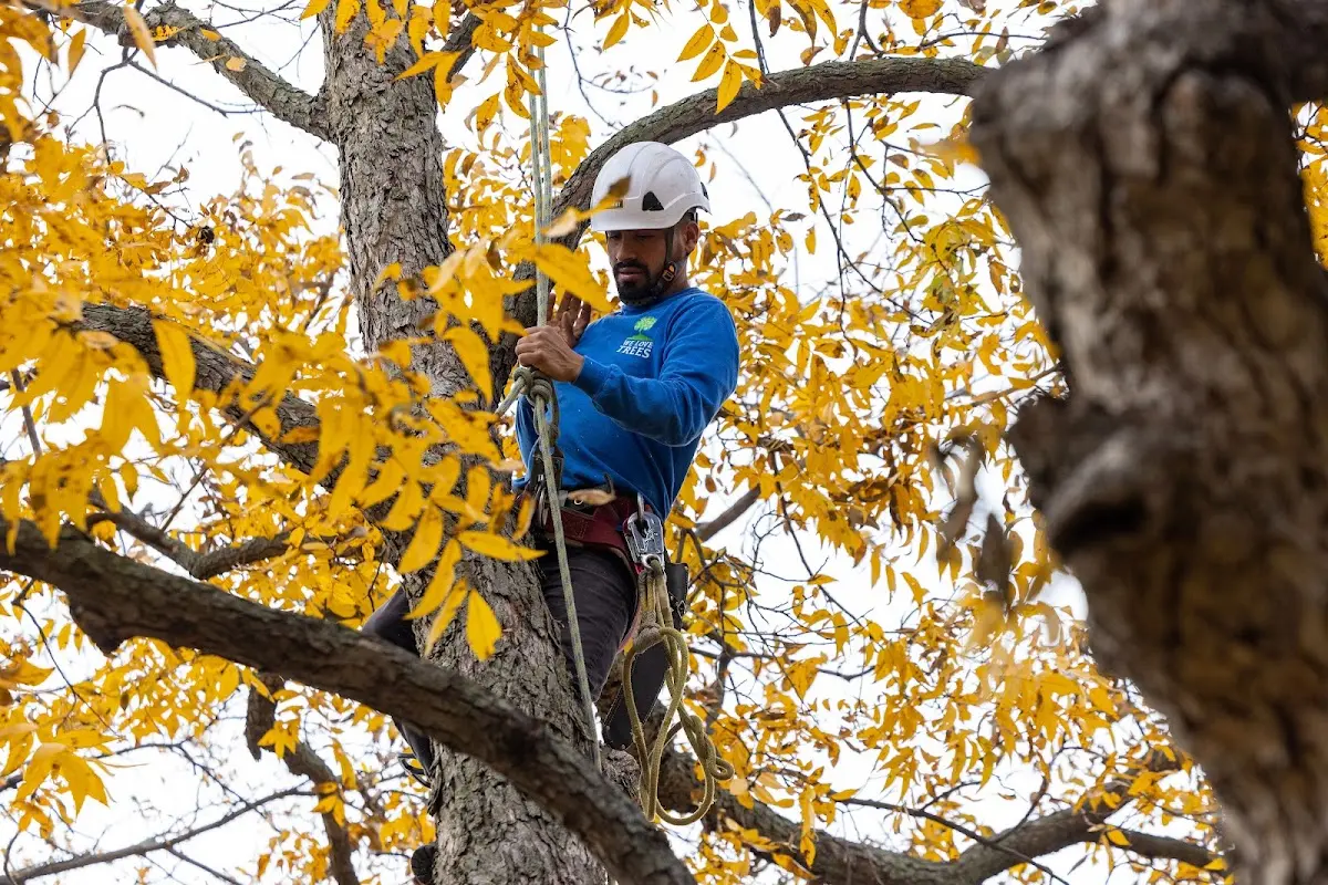 Skilled Tree Planing crew working in Center Conway