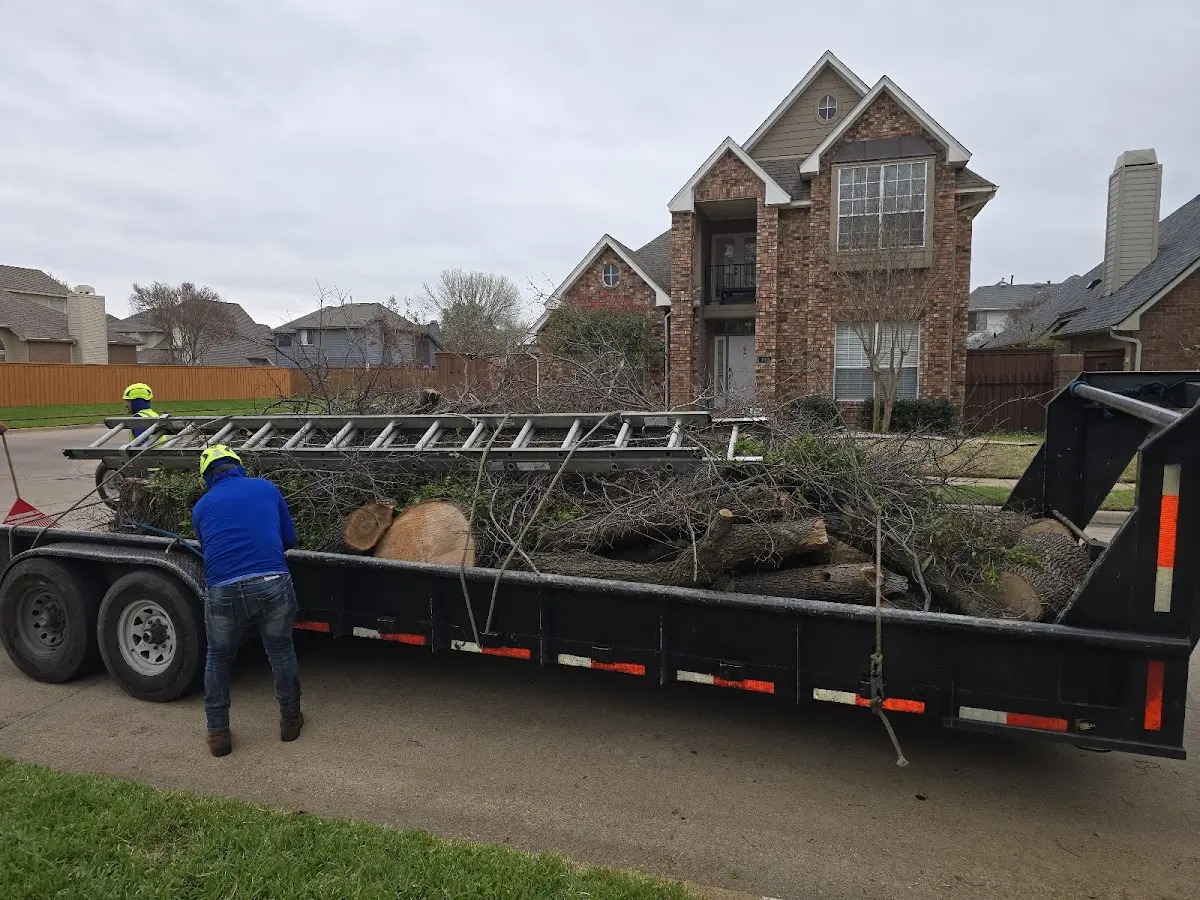 Expert Tree Removal with proper safety equipment in Center Conway